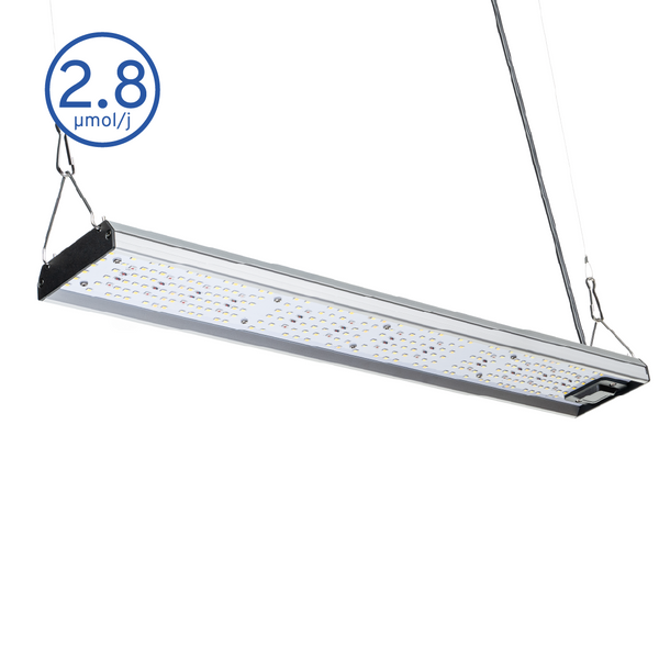 MIGRO ARAY 75 Plantule